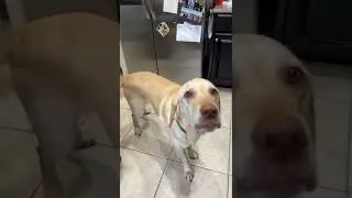 What breed am I?????