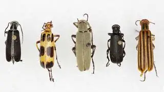 [Blister Beetle] Incredible Blister Beetle Facts || Appearance: How to Identify Blister Beetles