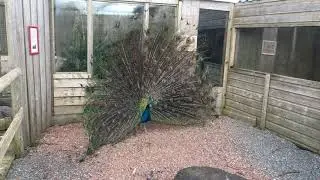 Axe Valley Wildlife Park (1st March 2020)