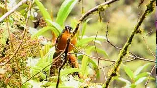 Mountain Tanager Lacrimose 055