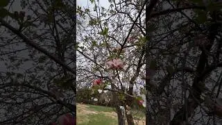 Arkansas Black Apples! #orchard #appletrees #appleblossom #applebloom #farmchannel #arkansasblack
