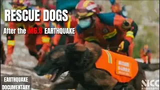 Rescue Dogs At Work After the M6.8 Sichuan Luding Earthquake in China: 中国四川泸定地震：坚持住，狗狗救援队来了！