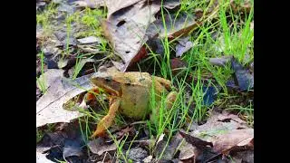 #kikker #frog
