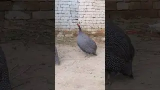 lovely Pair of Gini fowl 🦤 #guitar #cover #beach #music #travel #chicken
