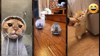 Funny Cats 2025 🥰 kitten meowing crying 😾 #TOMCATS #1206
