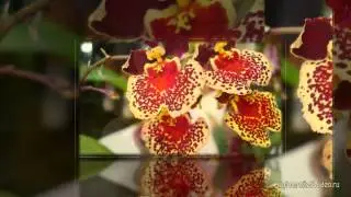 Стили Proshow Producer Kecodon`s Styles