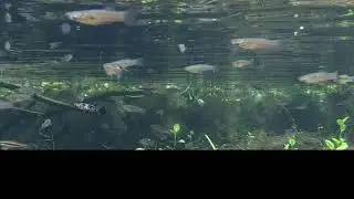 Springs Field Guide - Mosquitofish