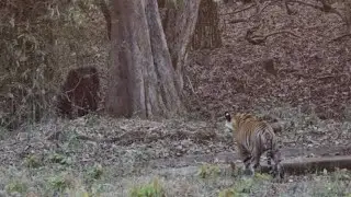 Sloth Bear feels he cannot fight  Tigers.