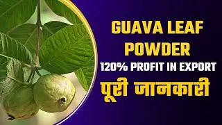 How to Export Guava Leaf Powder ? |Guava Leaf Powder for Export | Product for Export | #export