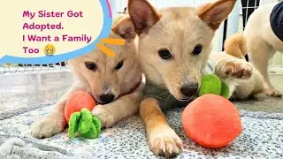 Adopt Gawool