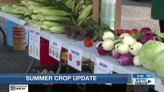 Local growers optimistic as summer crops flourish