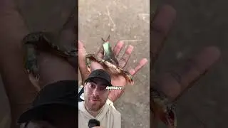 Un POISSON Avec Des PINCES De CRABE ?! 😲 #shorts