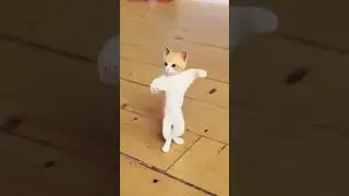 cat dance | kids fun | @kidzfunspage  #animation #cats #catshorts #kidzone #pets #animals