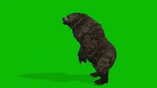 Angry Bear Green Screen 4K
