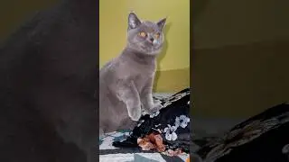 Epic Cat Jump Attack on Stick 😹🐾 | Must Watch