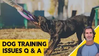 Dog Chewing Issues, Leash Issues and Dog Training Questions - ask me anything about dog training