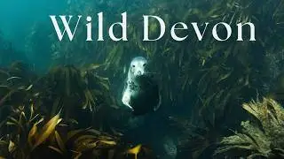Marine Life of North Devon 2025 | Dolphins, Seals & Rare Risso&rsquo;s | 4K Drone + Underwater