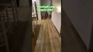 OMG! Amazing penguin slide #funny #memes #primeedit #prime #amazonprime  #drinkprime #fortnite