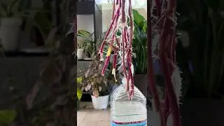 ✂️Propagate this beautiful Iresine Houseplant with me&hellip; #houseplants #plants #garden #flowers