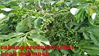 Cara Merawat Cabang Produktif Pada Tanaman Kopi Arabika.