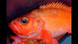Red's Best - Redfish