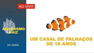 AQUARISMO RAIZ - LONGEVIDADE NO HOBBY - PALHAÇOS DE 18 ANOS