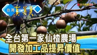 配角變主角“仙楂農場”｜周家庄觀光農場｜【台灣真善美】2022.10.16