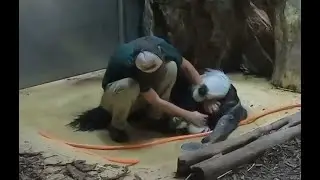 Муравьед и его человеческий друг