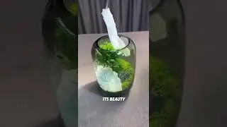 Product link in Bio This glass vase is a beautifully crafted piece that brings a touch of nature