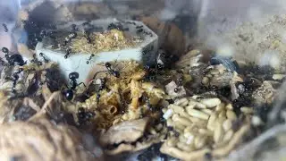 Ant time-lapse