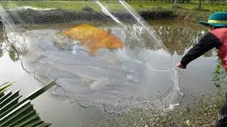 Cast net fishing catching-Tilapia