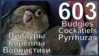 Funny Parrotszotti 603. Life of Budgies,Cockatiels and Pyrrhuras. Жизнь волнистиков, корелл и пиррур