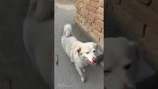 روسی کتے نے سانپ کو کیسے پکڑاBrave Russian Dog vs Snake on Street &ndash; Must Watch!