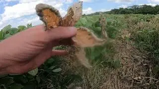 Weed Control Without Glyphosate