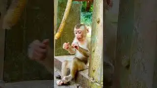 Cute Lumi baby feels very excited when Linda allows him get milk and food #babyanimal #babymonkey