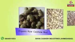 Raw And Processed Cashew Nut By Shiva Cashew Industries, Ahmedabad