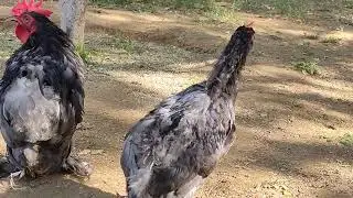 Blue Bantum near to breed pair in very good quality