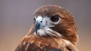 Hawk Roosting Full Explanation with Bengali Meaning and Most Important BTQs