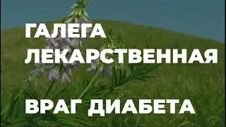 Галега лекарственная или козлятник. Против диабета и другие полезные свойства / Захар Травник