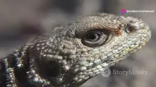The Lizard That Shoots Blood From Its Eyes! Nature&rsquo;s Wildest Defense