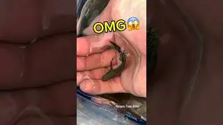 giant wild betta fish swim bladder nest😱#bettafishtank #betta #wildbetta