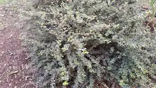 Кизильник самшитолистный (Cotoneaster buxifolius)