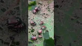 JUNE BUGS ATTACK - #offgrid #nature #camping