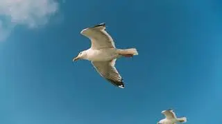 Was ik maar een vogel -  psalm 55
