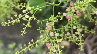 The Jaal Tree (Salvadora persica): Nature&rsquo;s Soil Protector