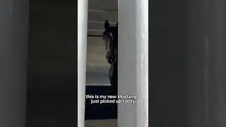 Day one with the new mustang! ❤️ Watch the full video! #horsetraining #mustangmakeover #wildmustang