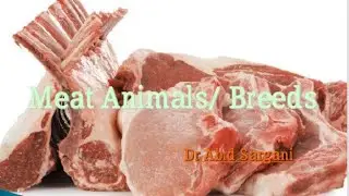 Beef Breeds of Cattle & Buffalo [Meat breeds of Sheep, Goat and Camel] @drabidsargani15
