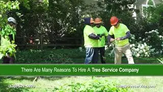 County Tree Service Valley Park Missouri 63088