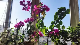 8 березня 2024 р.Мої квіти і я вітаємо з святом 🌱🌺