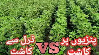 Cotton sowing method | Best cotton sowing method | cotton drill sowing | bed sowing comparison.